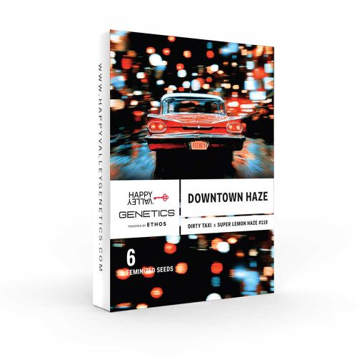 Downtown Haze cannabis strain seeds